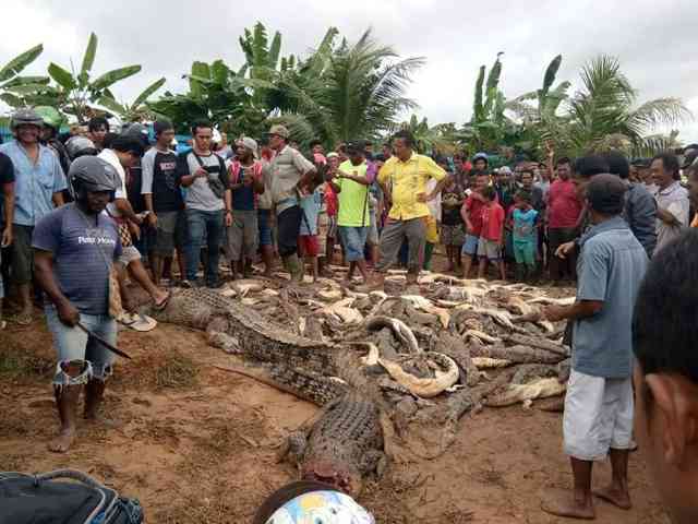 Ini Video Viral Warga Sorong Bantai Ratusan Buaya dengan Sekop
