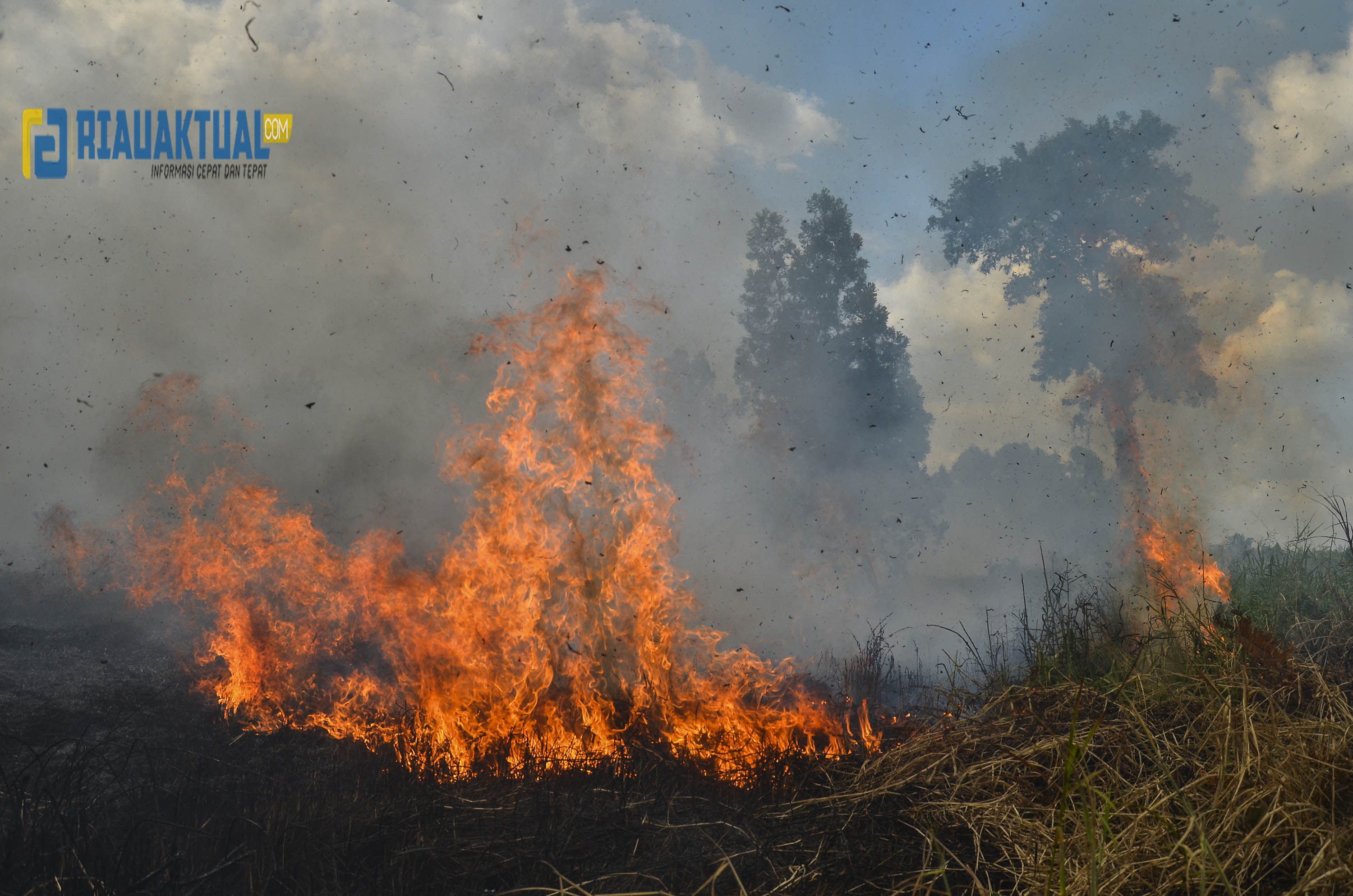 Sudah 248 Ha Lahan Terbakar di Riau Sejak awal Januari 2021