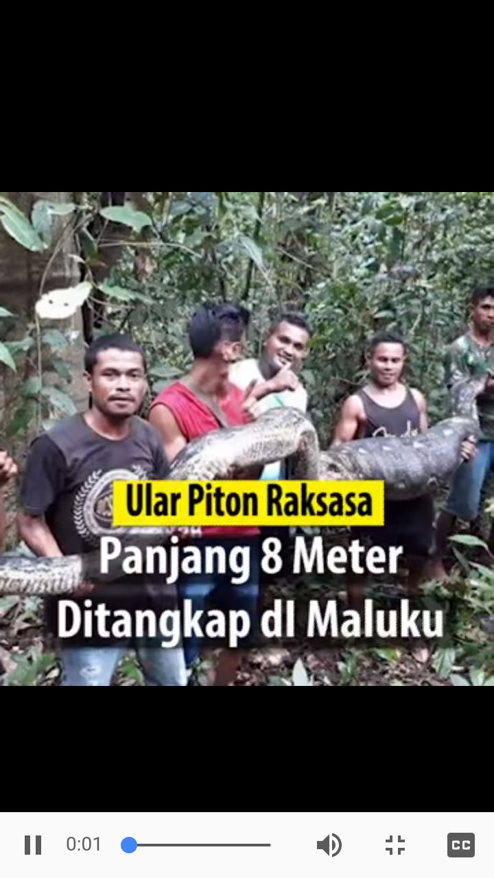 Warga Desa Temukan Ular Piton Raksasa 8 Meter, Sampai di Desa Dimasak Lalu Dimakan