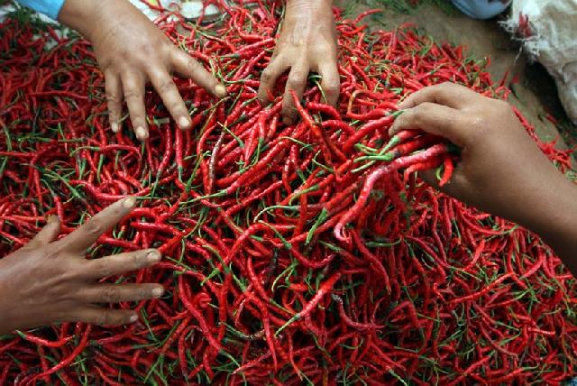 Harga Cabe Terus Naik, Warga Siasati Beli Cabe Setengah Busuk Untuk Konsumsi
