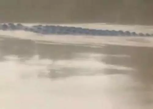 Viral Penampakan Buaya 'Raksasa' Melintas Tenang di Sungai Kalimantan