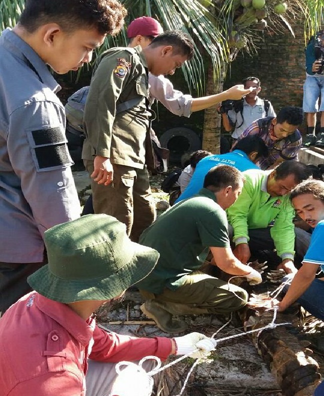 BBKSDA Riau Evakuasi Buaya 200 Kg ke Kasang Kulim Kampar