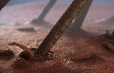 Kata Siapa Tidak Ada Makhluk Lain? Dua Hewan Menjijikan Ini Tumbuh dalam Tubuh Kita Loh