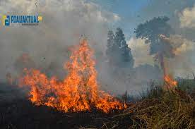 38 Hotspot Karhutla di Riau, Bengkalis dan Inhil Membara