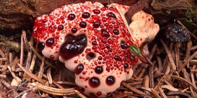 7 Jamur Dengan Bentuk Paling Mengerikan, Bikin Mimpi Buruk!