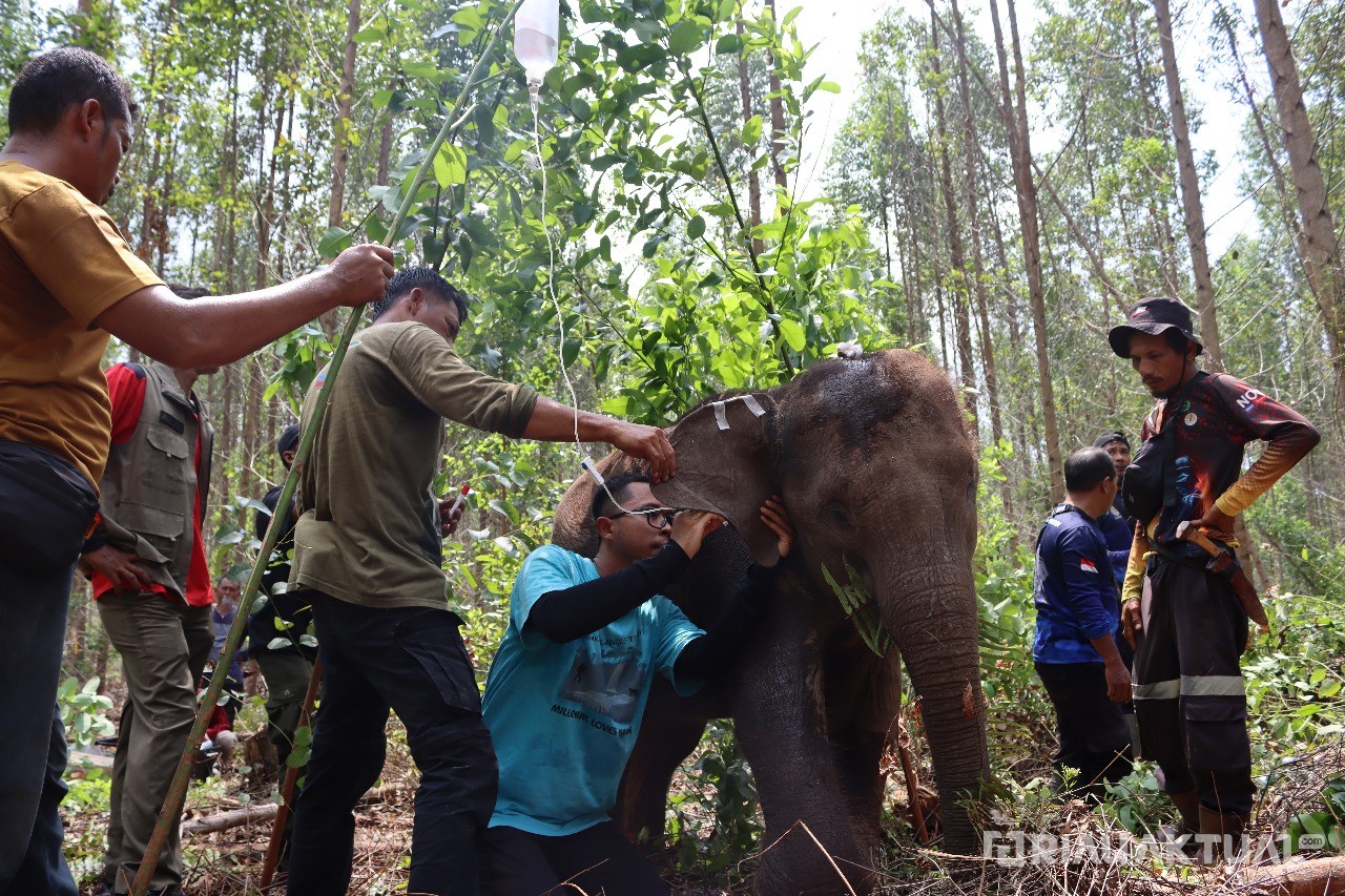 Terluka dan Tertinggal dari Rombongan, Anak Gajah Liar di Riau Berhasil Diselamatkan