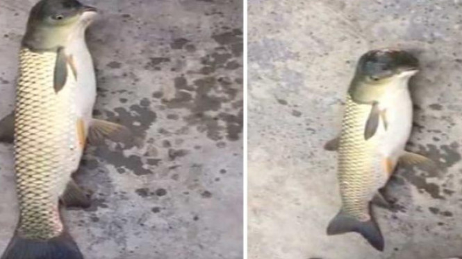 Aneh Tapi Nyata, Pemancing Tangkap Ikan 'Berkepala' Merpati