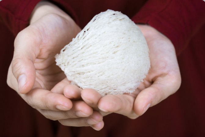 Apakah Sarang Burung Walet Halal Dikonsumsi?