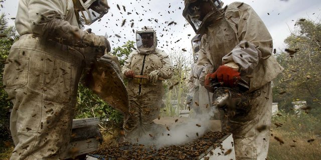 Tawon hutan ngamuk di Karangasem, 4 orang masuk UGD