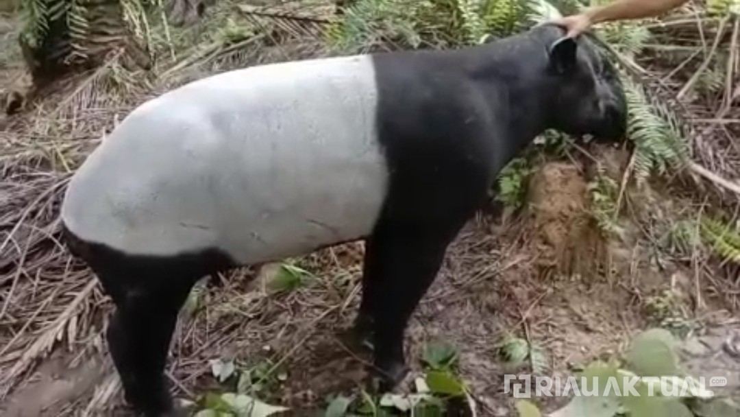Video Viral Penemuan Seekor Tapir, BBKSDA Riau Minta Warga Segera Laporkan Kejadian
