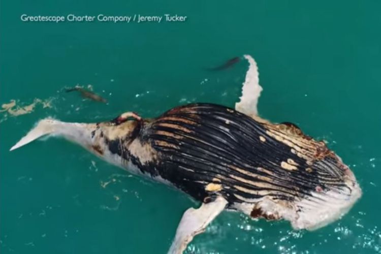 Kali Pertama, Hiu dan Buaya Tertangkap Kamera 