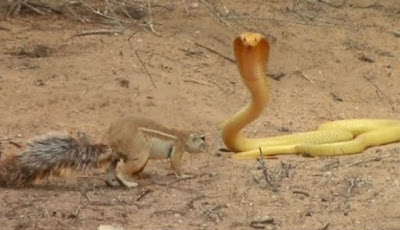 Video Viral Induk Tupai Lawan Ular Kobra Demi Selamatkan Anak