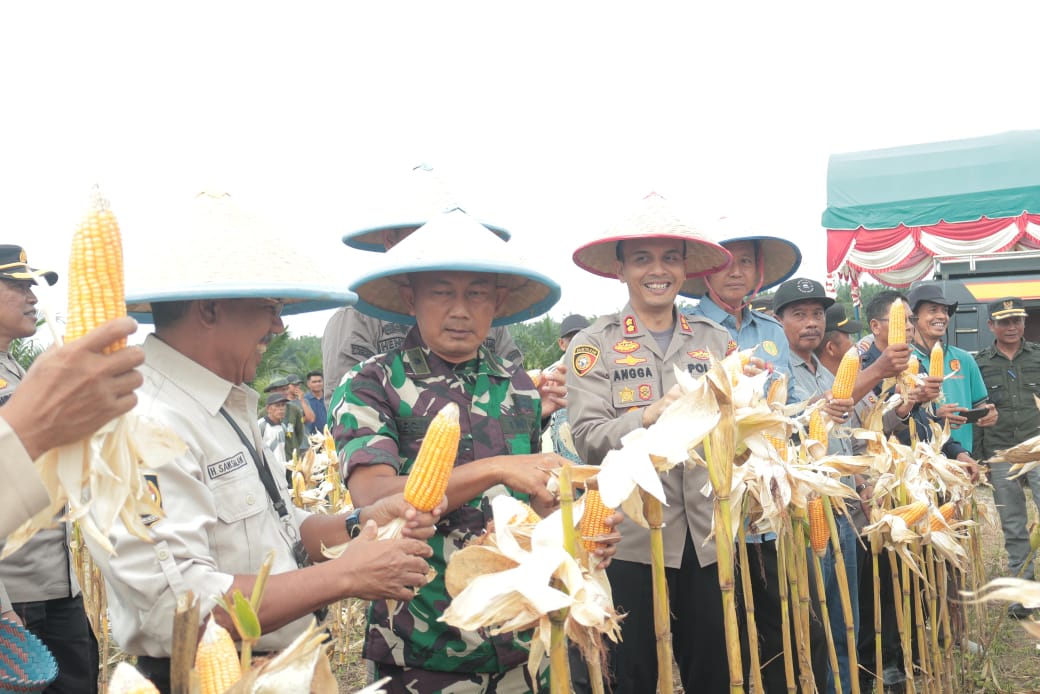 Panen Raya Jagung Serentak di Kuansing, Kapolres: Polri Siap Dukung Ketahanan Pangan