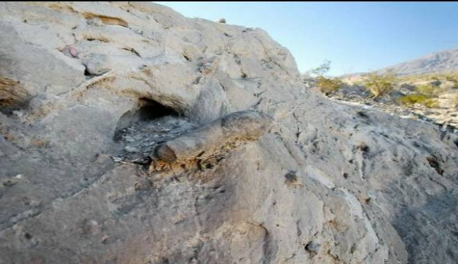 Lungfish, Ikan Unik yang Bisa Hidup di Darat