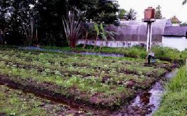 Wako Pekanbaru Serahkan Bantuan Donasi ke Petani dan Peternak