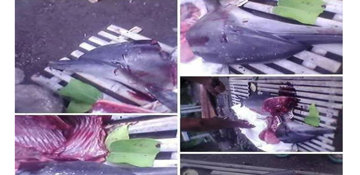 Unggah Foto Lumba-Lumba Dibunuh dan Dicincang, Pemilik Akun Ini Dicyduk Petugas