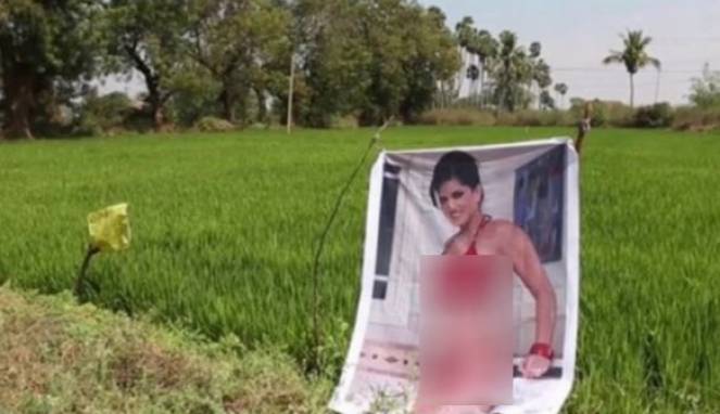 Usai Pasang Poster Bintang Porno, Hasil Panen Berlimpah