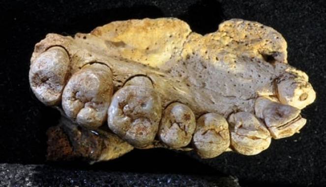 Fosil Manusia Tertua di Luar Afrika Telah Ditemukan