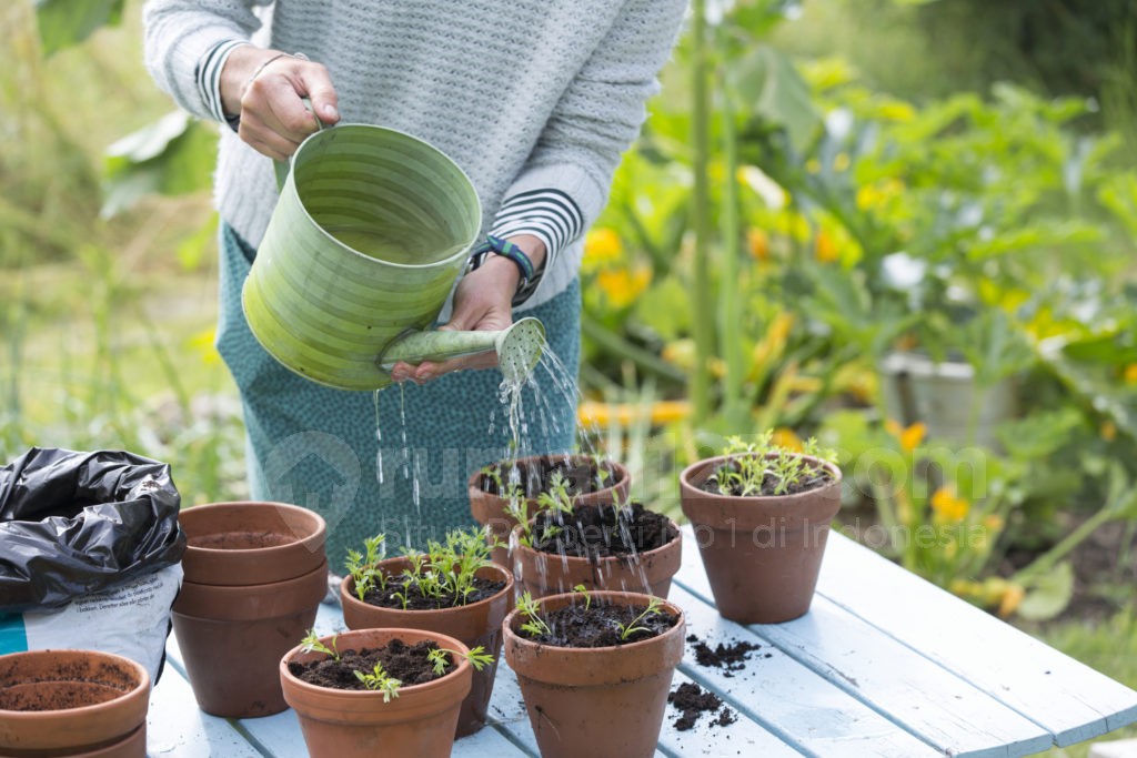 Cara Merawat Taman saat Musim Hujan, Dijamin Bikin Subur