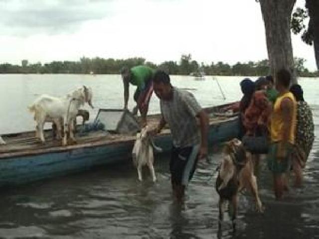 Banjir Ancam Keselamatan Hewan Ternak Masyarakat Inhu