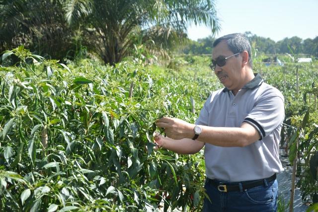Syamsuar: Cabai Siak tak Kalah dari Cabai Daerah lain
