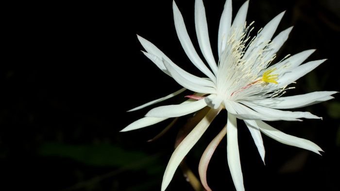 Inilah Bunga Termahal di Dunia yang Tak Dapat Ditaksir Harganya