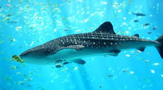 NTT Rencanakan Wisata Nonton Ikan Paus dan Lumba-Lumba