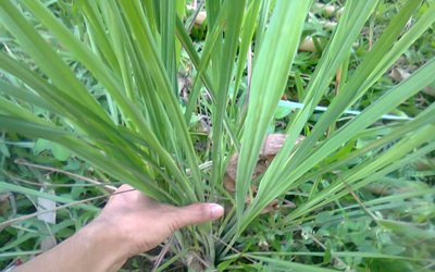 Ketahuilah, Tanaman Serai Bisa Obati Obat Sakit Pinggang