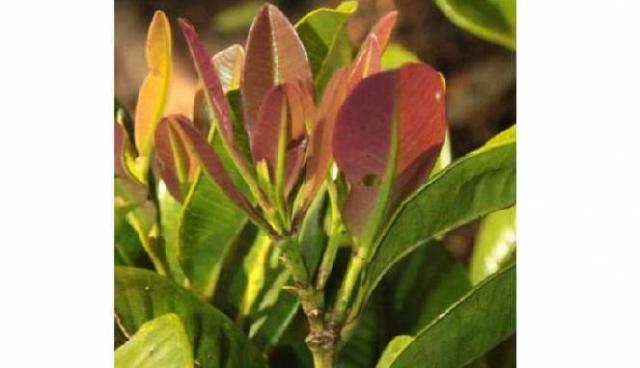 Spesies Tanaman Langka Dunia Ditemukan di Sulawesi