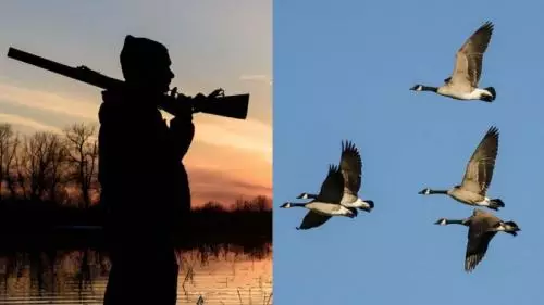 Pemburu Pingsan Tertimpa Angsa yang Ditembak Rekannya