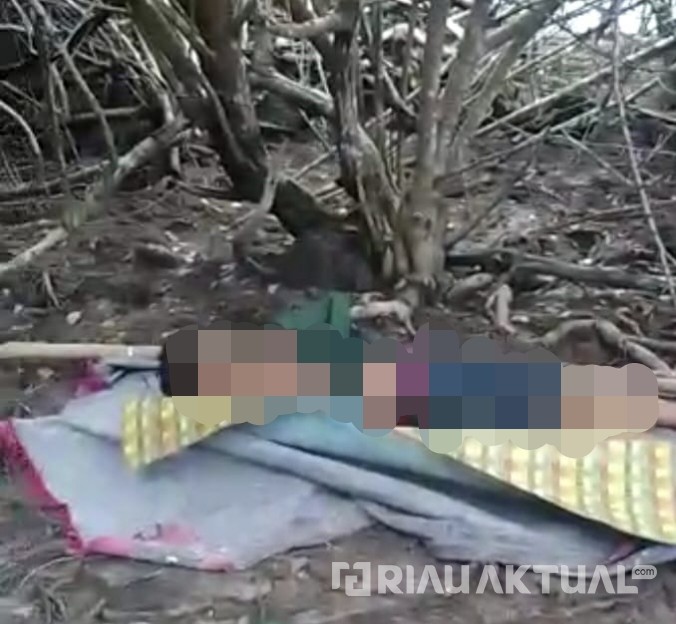 Kembali Menelan Korban, Pekerja di Siak Tewas Usai Digigit Harimau