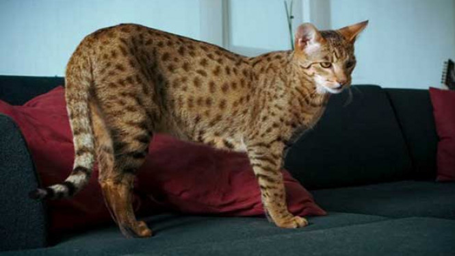 10 Hewan Peliharaan Termahal di Dunia