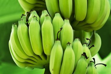 4 Manfaat Pisang Mentah yang Belum Banyak Diketahui, Bisa Sembuhkan Penyakit loh