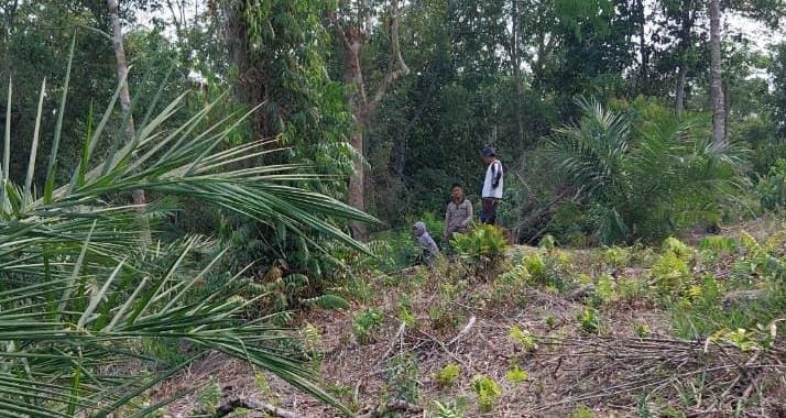 Sisir Lokasi Kemunculan Beruang, Tim BKSDA Riau Belum Temukan Jejak