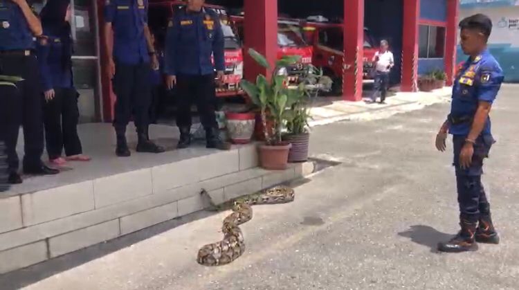 Tim Rescue Damkar Pekanbaru Evakuasi Ular Piton Besar dari Pos Ronda Perumahan