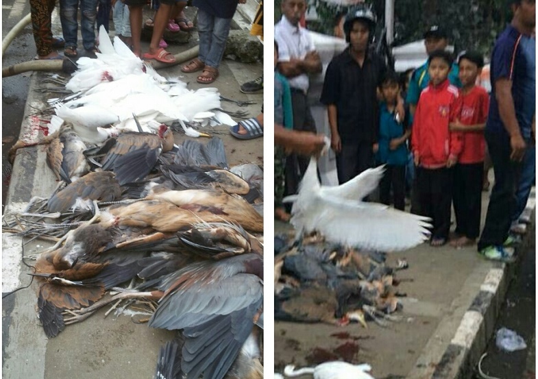 Teganya.. 150 Burung Jenis Bulbulcus Ibis Ditembak Mati Perbakin Tanah Datar