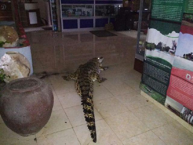 Bikin Panik! Buaya Masuk ke Kantor dan Permukiman warga