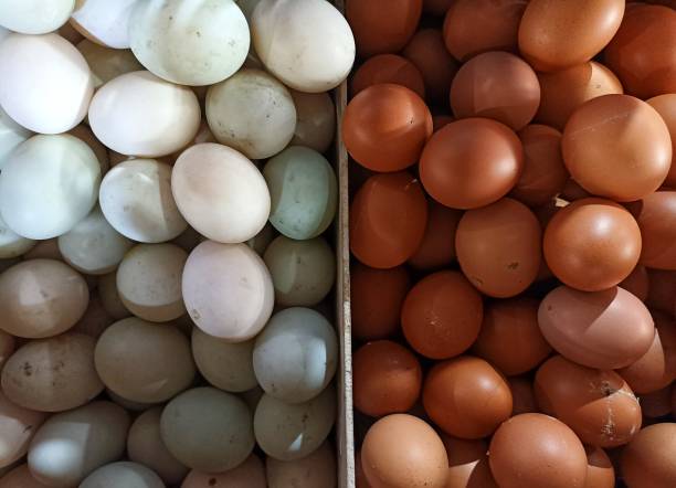 Telur Ayam atau Telur Bebek, Mana Lebih Sehat Buat Dikonsumsi?