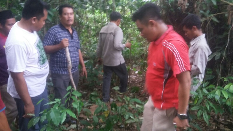 Diserang Beruang, IRT di Kampar Tewas Mengenaskan