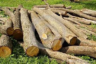 Lima Unit Truk di Duga Bermuatan Kayu Log di Amankan Sabahara Polda Riau