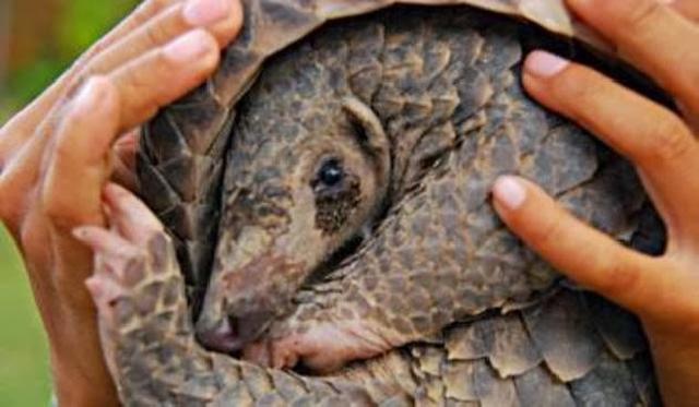 Dua Terdakwa Kasus Trenggiling di Vonis Hakim 5 Bulan, JPU Banding