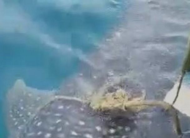 Viral Video Ikan Hiu Dekati Nelayan Minta Dibukakan Tali yang Jerat Tubuhnya