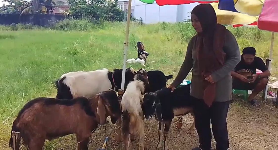 Pedagang Hewan Kurban di Pekanbaru Tetap Optimistis Jelang Idul Adha Meski Hadapi Penurunan Pembeli