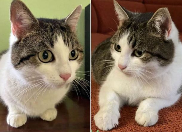 Karena Diklaim Mistik dan Bisa Beri Wejangan Lewat Mimpi, Kucing ini Dijual Rp4,4 Miliar