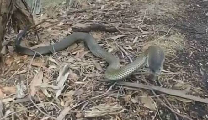 Mematikan, Satu Tetes Racun Taipan Mampu Bunuh 100 Pria