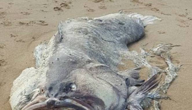 Misteri Makhluk Laut Raksasa yang Terdampar di Pantai