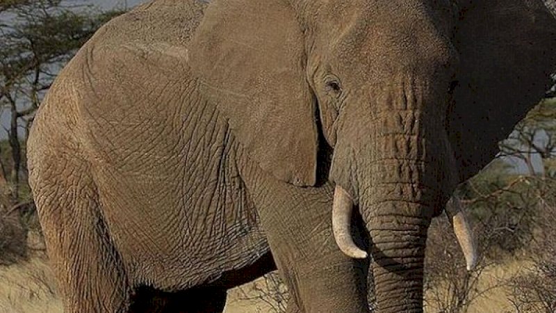 Gajah Afrika Tertua di Amerika Utara Mati di Kebun Binatang