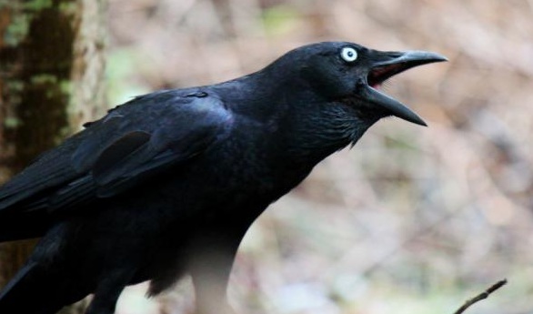 5 Hewan yang Identik dengan Dunia Gaib