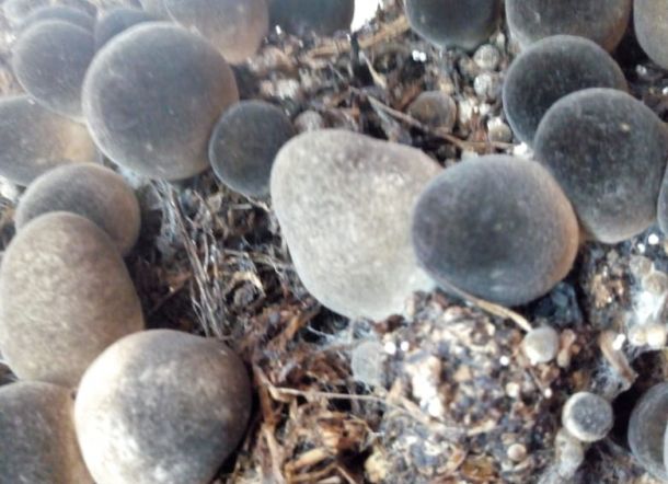 Kandungan Protein Nyaris Setara Hewan, Bisnis Jamur Prospektif di Tengah Wabah Corona