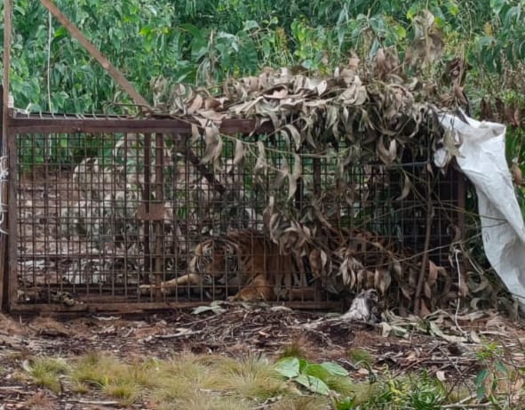 Masuk Box Trap, Harimau Diduga Penyerang Pekerja Dites DNA